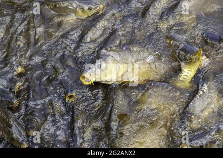 Détail des poissons sauvages dans les eaux de l'étang Banque D'Images