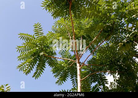 Un jeune arbre d'Ailanthus (Ailanthus altissima) arbre de ciel atteignant pour le ciel Banque D'Images