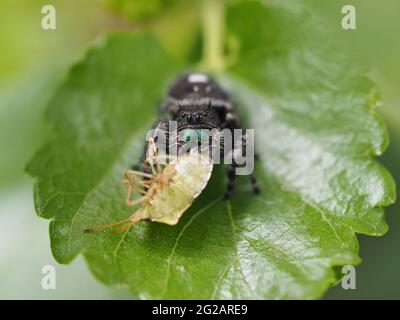 Phidippus audax (araignée sautant audacieuse) avec proie (stiinkbug) - macrophotographie Banque D'Images