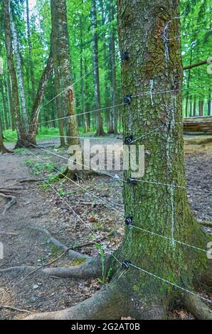 Une enceinte pour animaux avec une clôture électrique dans la forêt. Gros plan. Format vertical Banque D'Images