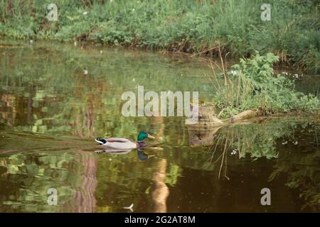 Le canard colvert tourbillonne calmement dans le lac, magnifiquement réfléchi dans l'eau. Photographie naturelle avec des oiseaux sauvages. La beauté dans la nature. Chaude journée de printemps Banque D'Images