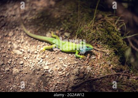 Lézard vert sur un sol extérieur, gros plan Banque D'Images