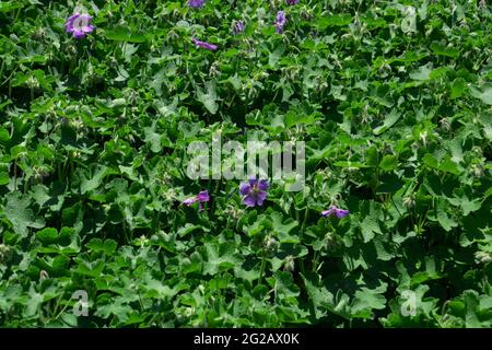 fleurs violet pâle ou bleues de la plante géranium de prairie en été floraison Banque D'Images