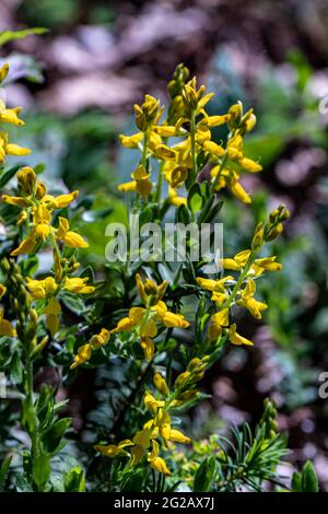 Genista tinctoria en pleine croissance dans la forêt, gros plan Banque D'Images