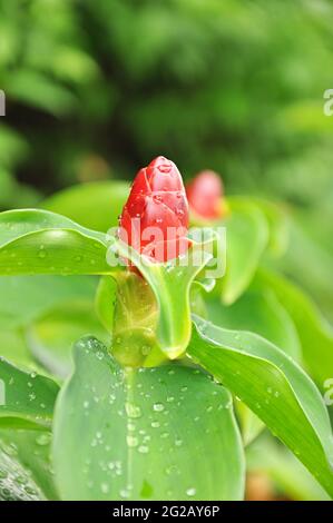 fleur rouge Banque D'Images