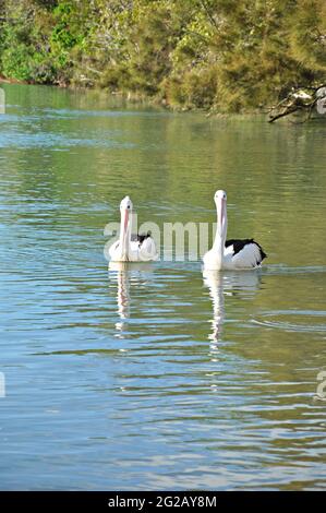 Deux pélicans australiens sur l'eau Banque D'Images