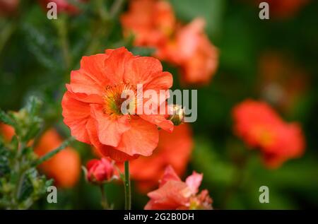 Belles fleurs de Geum rouge vif (espèces de Rosaceae) Banque D'Images