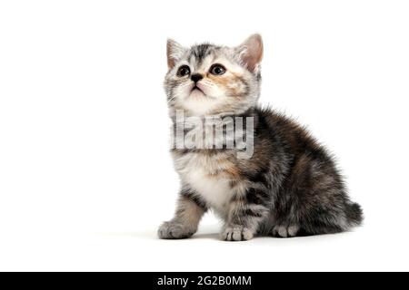 un chaton de race rouge à pois gris se trouve sur un fond blanc isolé Banque D'Images