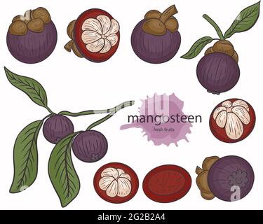 Vecteur de jeu de mangosteen. Fruits tropicaux exotiques violets isolés. Aliments naturels sucrés asiatiques. Collection, mangoustan entier et moitié, sur une branche avec leav Illustration de Vecteur