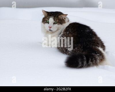 Promenade d'hiver dans la neige d'un chat curieux Banque D'Images