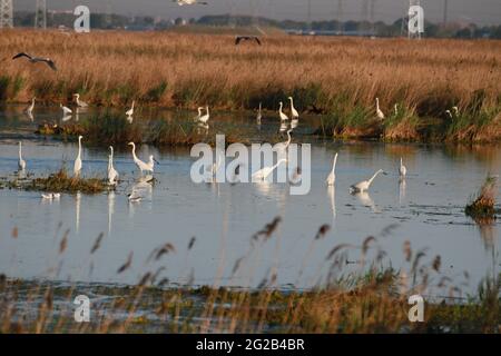 10 juin 2021, Daqing, Daqing, Chine : la ville pétrolière de Daqing est également connue comme la capitale du pétrole vert et la ville des lacs naturels. Un grand nombre d'oiseaux ont rassemblé et habité diverses réserves de terres humides dans la juridiction de Daqing. (Image crédit: © SIPA Asia via ZUMA Wire) Banque D'Images