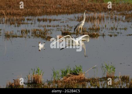 10 juin 2021, Daqing, Daqing, Chine : la ville pétrolière de Daqing est également connue comme la capitale du pétrole vert et la ville des lacs naturels. Un grand nombre d'oiseaux ont rassemblé et habité diverses réserves de terres humides dans la juridiction de Daqing. (Image crédit: © SIPA Asia via ZUMA Wire) Banque D'Images