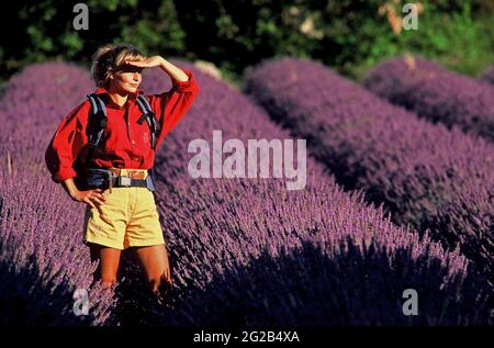 FRANCE, GORDES ( 84 ) , PARC NATIONAL DU LUBERON, PROMENADE DANS LE CHAMP DE LAVANDE PRÈS DE GORDES EN DÉBUT JUILLET Banque D'Images