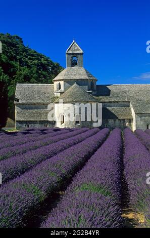 FRANCE, VAUCLUSE ( 84 ) , GORDES, PARC NATUREL DU LUBERON, ABBAYE DE SÉNANQUE, 12 ÈME SIÈCLE, EN DÉBUT DE JUILLET AVEC CHAMP DE LAVANDE Banque D'Images