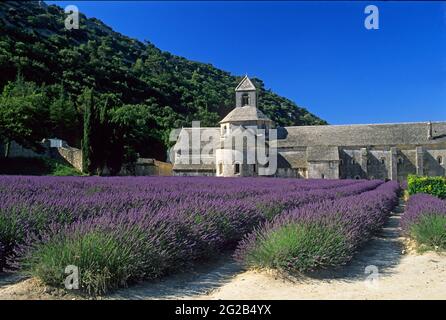 FRANCE, VAUCLUSE (84) GORDES, PARC NATUREL DU LUBERON, ABBAYE DE SÉNANQUE EN DÉBUT JUILLET AVEC CHAMP DE LAVANDE Banque D'Images