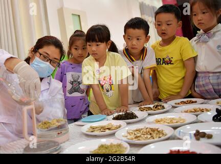 Donghai, Donghai, Chine. 10 juin 2021. Le 9 juin 2021, dans la troisième école maternelle du comté de Donghai, dans la ville de Lianyungang, dans la province de Jiangsu, un professeur de soins de santé fait du thé chinois à base de plantes pour les enfants afin de prévenir les accidents vasculaires cérébraux. Le même jour, la troisième école maternelle du comté de Donghai, dans la ville de Lianyungang, dans la province de Jiangsu, a organisé des enfants pour mener à bien l'activité « apprendre au sujet du festival des bateaux-dragons et reconnaître la médecine chinoise ». Nous avons ressenti le charme de la médecine traditionnelle chinoise à l'approche du Dragon Boat Festival. Crédit : SIPA Asia/ZUMA Wire/Alay Live News Banque D'Images