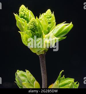 De nouvelles petites feuilles vertes et des panicules de Syringa ou de plante lilas sur fond noir. Banque D'Images