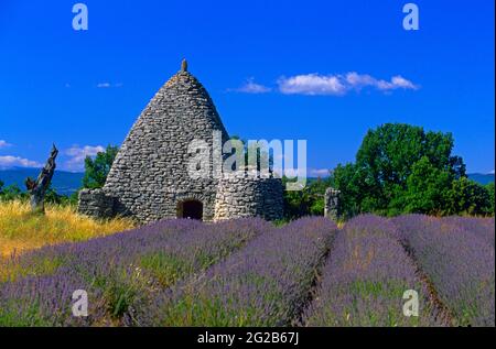 FRANCE, VAUCLUSE ( 84 ), SAIGNON , PARC NATUREL DU LUBERON, BORIE ET CHAMP DE LAVANDE PRÈS DU VILLAGE Banque D'Images