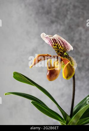 Belle fleur des orchidées de Slipper de Lady. (Cypripedioideae Paphiopedilum) Banque D'Images