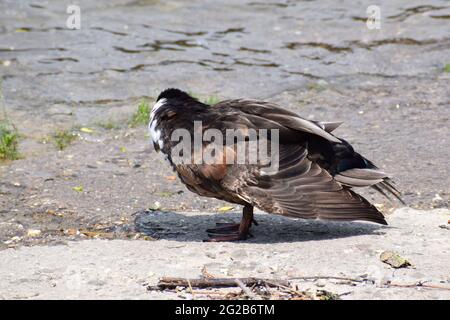 canard foncé nettoyant les plumes Banque D'Images