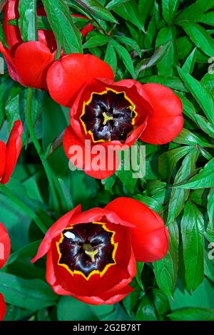 Deux gobelets en tulipe rouge entièrement ouverts dans la vue de dessus sur fond vert. Banque D'Images