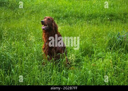 Red Irish Setter sur la pelouse de printemps Banque D'Images