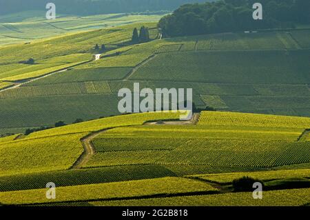 FRANCE. FRANCE. MARNE (51) LA VALLÉE DE LA MARNE (RÉGION SPÉCIALISÉE DANS LA PRODUCTION DE CHAMPAGNE). VIGNOBLE PRÈS DU VILLAGE DE HAUTVILLIERS Banque D'Images