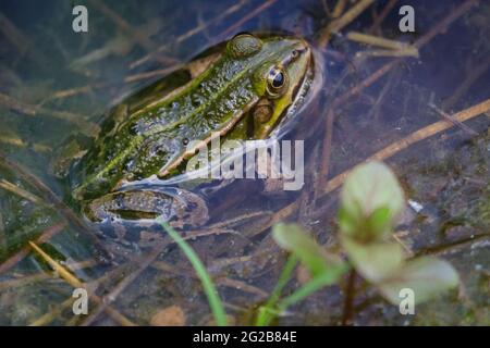 Grenouille comestible (Pélophylax esculentus) également connue sous le nom de grenouille d'eau commune ou grenouille verte assise dans l'eau boueuse, Allemagne Banque D'Images