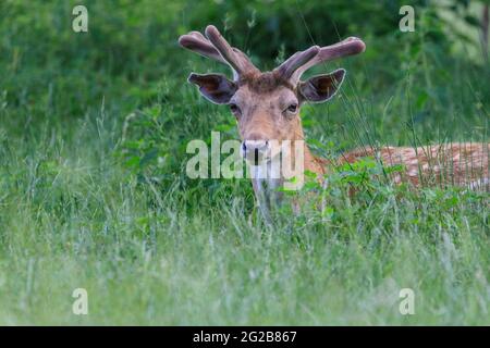 Buck de cerf de jachère (dama dama), assis détendu dans l'herbe longue, mâle avec des bois de velours en croissance Banque D'Images