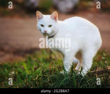 Magnifique balade automnale de chats sur les feuilles mortes Banque D'Images