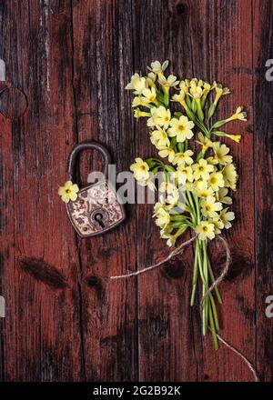 Magnifique bouquet de fleurs de primula veris jaune sauvage ou de fleurs clés avec cadenas rouillé sur fond de bois foncé. Banque D'Images