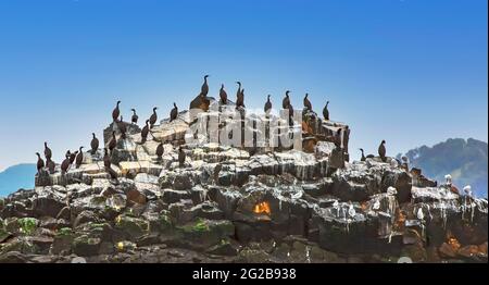 Colonie de cormorans Phalacrocorax carbo, péninsule de Kamchatka Banque D'Images