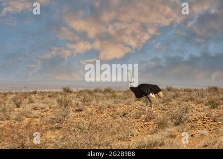 Ou d'Autruche autruche commune (Struthio camelus), dans la savane du Karoo, Afrique du Sud. Le mâle est noir, la femelle est de couleur brune Banque D'Images