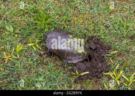 Vue en grand angle d'une tortue peinte - Chrysemys picta - creuser un trou et nicher dans la terre avec ses flippers de dos pour pondre ses oeufs. Reproduction. Banque D'Images