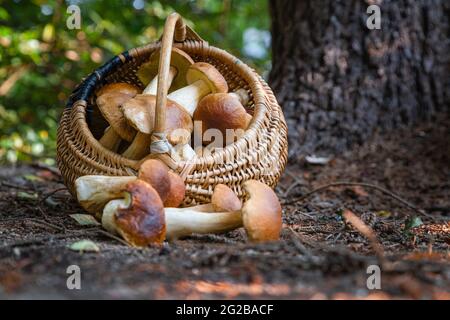 Panier en osier complet de Boletus edulis dans la forêt. Panier de champignons dans les bois à l'automne. Personne Banque D'Images