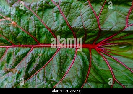 grande feuille verte avec nervures rouges dans la nature Banque D'Images