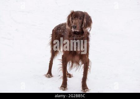 Chien de compagnie irlandais pour une promenade Banque D'Images