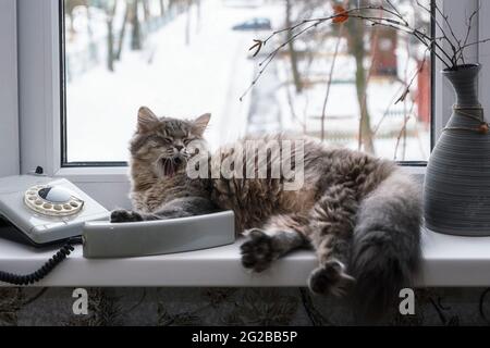 Téléphone et chat sur une bordure de fenêtre Banque D'Images