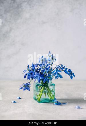 Beau premier bouquet de fleurs de printemps de la plante bleue Scilla dans un petit vase en verre turquoise. Banque D'Images