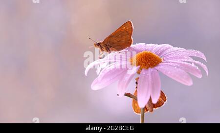 Papillon orange - Thymelicus sylvestris Banque D'Images