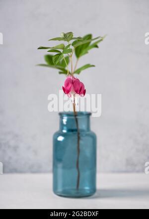 Belles fleurs de coeur saignant dans un vase en verre de turquise.Romantique floral encore vie avec bouquet de fleurs dans un vase.Mise au point douce. Banque D'Images
