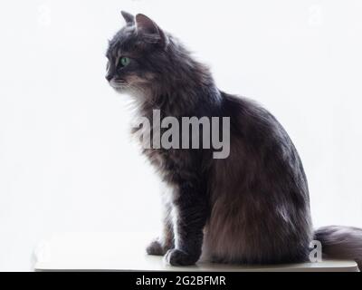 Portrait de beau chat gris gros plan Banque D'Images