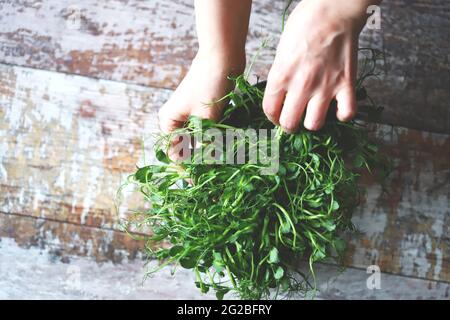 Les mains touchent le micro-vert. Les microverts de pois sont une source de vitamines et de minéraux. Banque D'Images