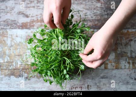 Les mains touchent le micro-vert. Les microverts de pois sont une source de vitamines et de minéraux. Banque D'Images