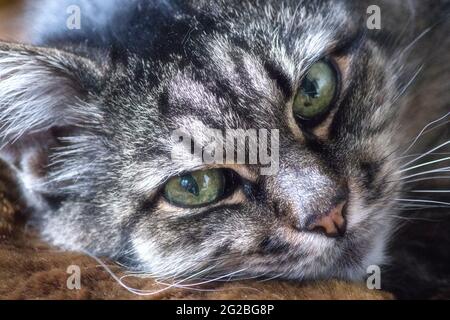 Portrait d'un chat posé à la maison Banque D'Images