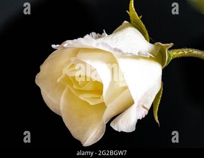Rose blanche unique en fleur isolée sur fond noir. Banque D'Images