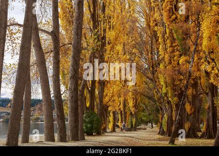 Des peupliers imposants avec feuillage d'automne dans un parc au bord du lac à Wanaka, en Nouvelle-Zélande Banque D'Images