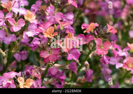 Erysimum « constant hourra » en pleine floraison. Banque D'Images