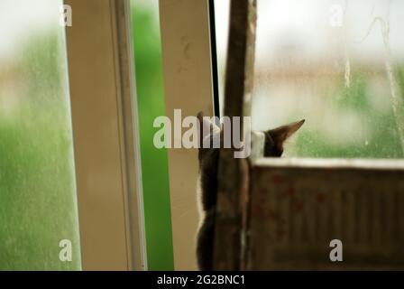 un chat est assis derrière une échelle pliante, contre le fond d'une fenêtre Banque D'Images