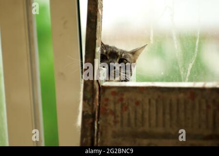 un chat est assis derrière une échelle pliante, contre le fond d'une fenêtre Banque D'Images